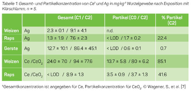 Tabelle 1: Gesamt- und Partikelkonzentration von Ce1 und Ag in mg kg-1 Wurzelgewebe nach Exposition mit Klärschlamm, n = 5.