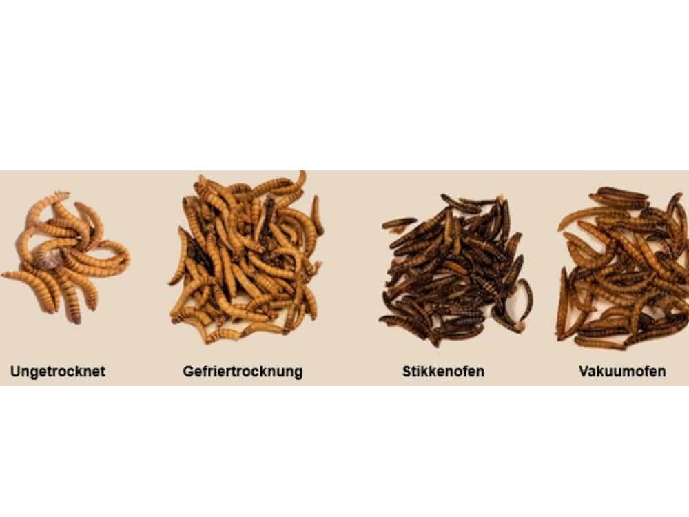 Bild 1: Einfluss der unterschiedlichen Trocknungsmethoden auf die Mehlkäferlarven.