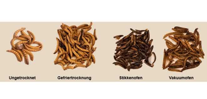Bild 1: Einfluss der unterschiedlichen Trocknungsmethoden auf die Mehlkäferlarven.
