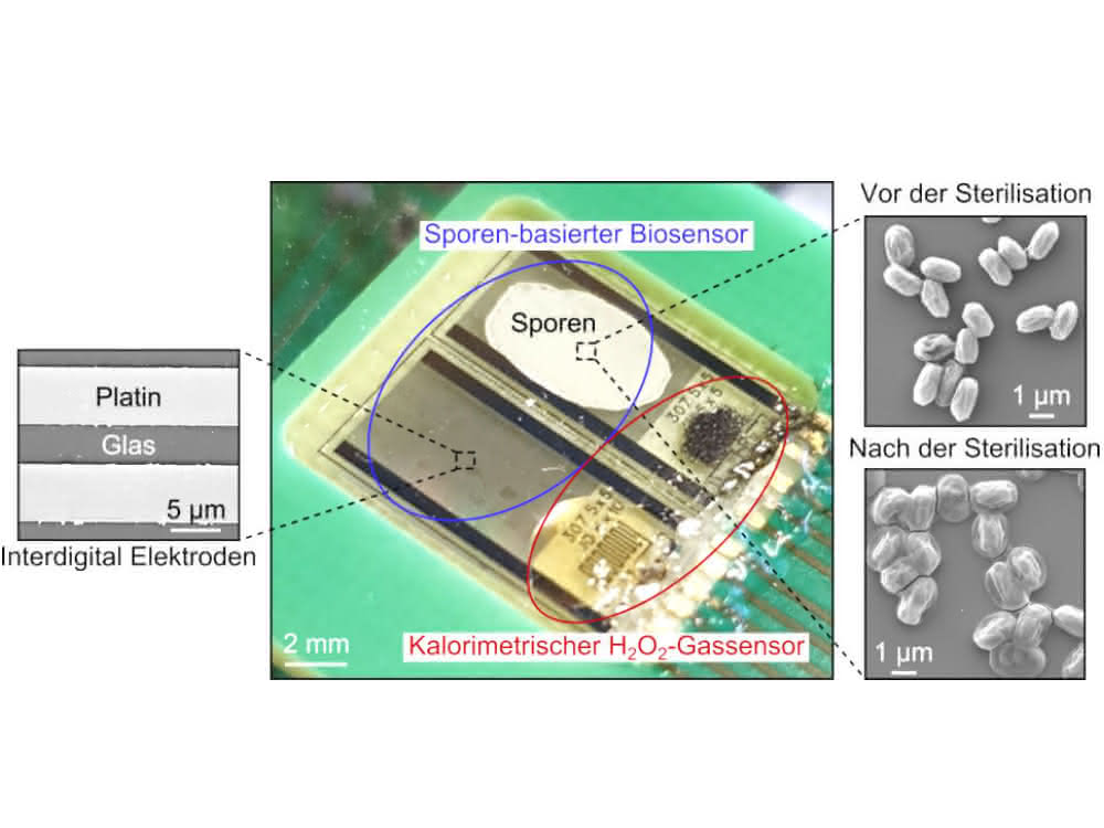 Bild 4: Mitte: Kalorimetrischer H2O2-Gassensor (unterer Teil) kombiniert mit dem Sporen-basierten Biosensor (oberer Teil). Links: Charakterisierung der interdigitalen Elektroden mittels Rasterelektronenmikroskop (REM); rechts: REM-Charakterisierung der mikrobiologischen Sporen vor (oben) und nach (unten) dem Sterilisationsprozess mit Wasserstoffperoxid. Bild 4: Mitte: Kalorimetrischer H2O2-Gassensor (unterer Teil) kombiniert mit dem Sporen-basierten Biosensor (oberer Teil). Links: Charakterisierung der interdigitalen Elektroden mittels Rasterelektronenmikroskop (REM); rechts: REM-Charakterisierung der mikrobiologischen Sporen vor (oben) und nach (unten) dem Sterilisationsprozess mit Wasserstoffperoxid.