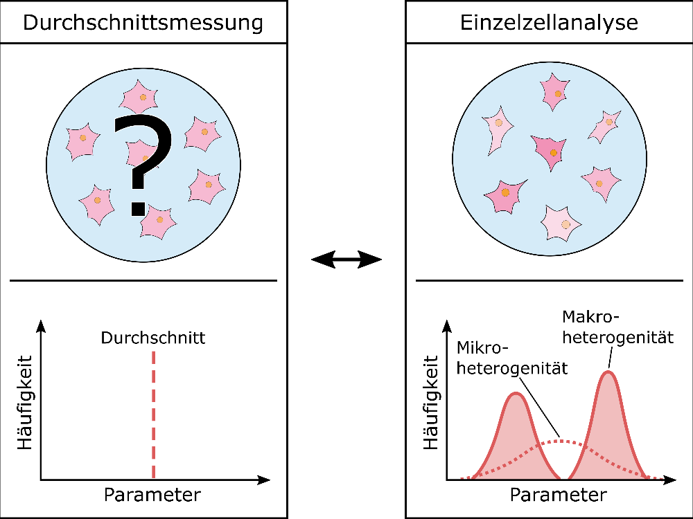 Bild 1: Durchschnittsmessung suggeriert homogenes Zellverhalten, wohingegen Einzelzellanalyse Heterogenität aufdeckt. Bild 1: Durchschnittsmessung suggeriert homogenes Zellverhalten, wohingegen Einzelzellanalyse Heterogenität aufdeckt.