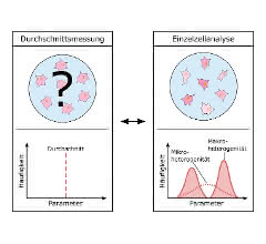 Bild 1: Durchschnittsmessung suggeriert homogenes Zellverhalten, ­wohingegen ­Einzelzellanalyse Heterogenität aufdeckt.