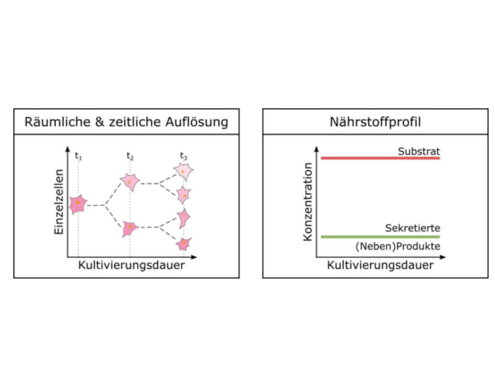 Bild 3: Schematische Darstellung der räumlichen und zeitlichen Auflösung sowie des Nährstoffprofils der MEZK. Bild 3: Schematische Darstellung der räumlichen und zeitlichen Auflösung sowie des Nährstoffprofils der MEZK.