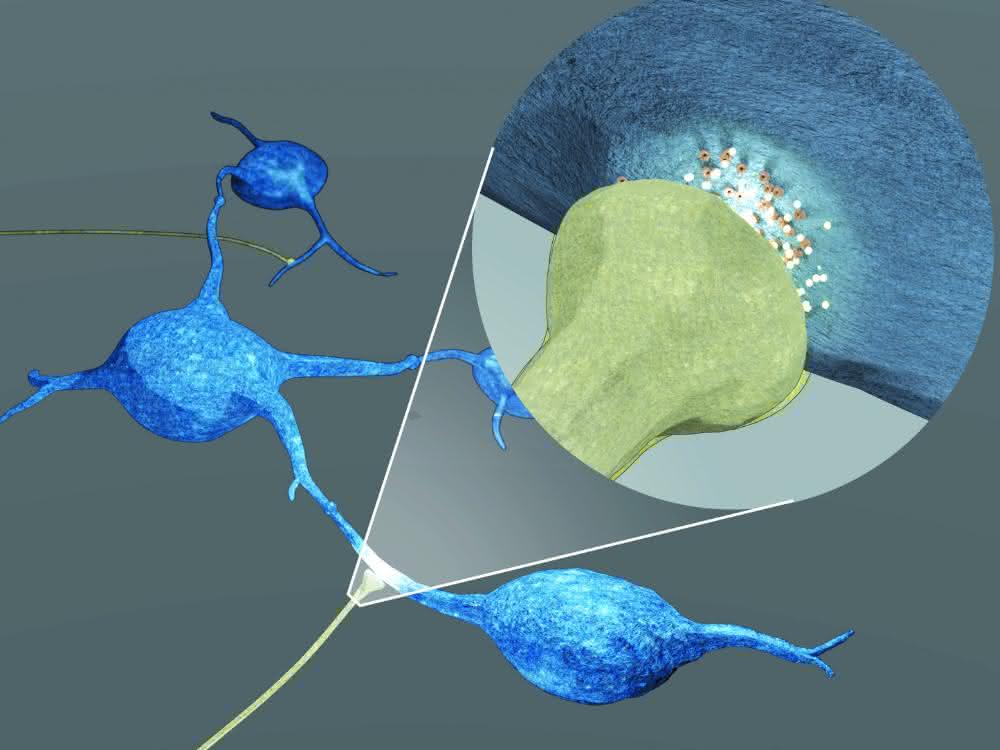 Grafische Darstellung des neu entdeckten Mechanismus, mit dem Nervenzellen (braun) das Wachstum von Hirntumorzellen (blau) fördern.