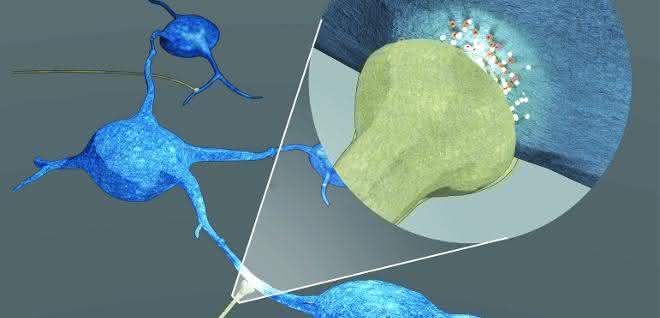 Grafische Darstellung des neu entdeckten Mechanismus, mit dem Nervenzellen (braun) das Wachstum von Hirntumorzellen (blau) fördern.