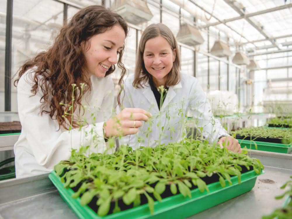 Zwei Wissenschaftlerinnen betrachten Pflanzen im einem Forschungsgewächshaus.