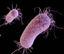 Computergeneriertes Bild des gefürchteten Krankenhauskeims P.aeruginosa. Computergeneriertes Bild des Bakteriums P.aeruginosa.