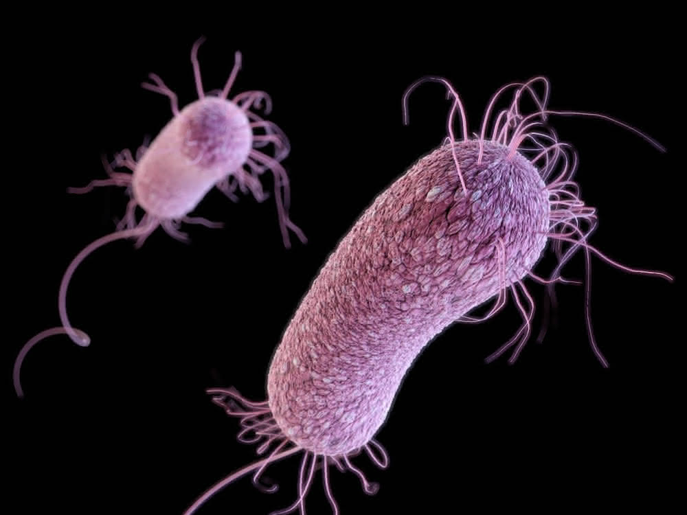 Computergeneriertes Bild des Bakteriums P.aeruginosa.