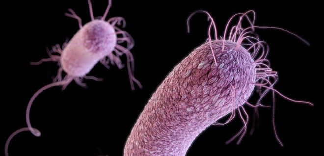 Computergeneriertes Bild des gefürchteten Krankenhauskeims P.aeruginosa. Computergeneriertes Bild des Bakteriums P.aeruginosa.