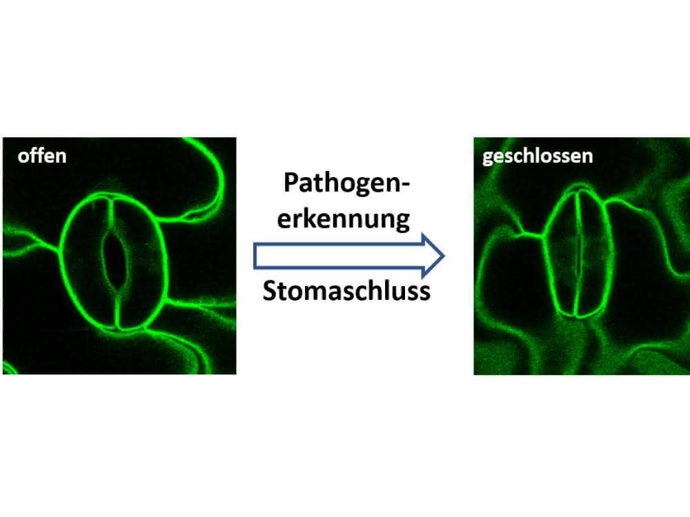 Pflanzen schützen sich vor Pilzen und anderen Krankheitserregern (Pathogenen), indem sie ihre Stomata verschließen.