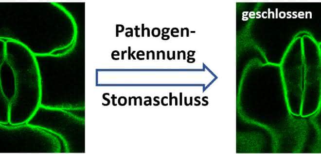 Pflanzen schützen sich vor Pilzen und anderen Krankheitserregern (Pathogenen), indem sie ihre Stomata verschließen.