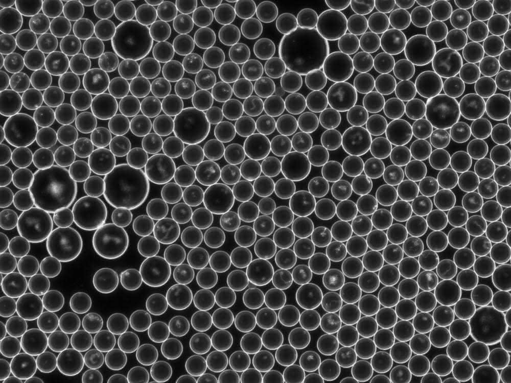 Bakterien in Tröpfchenform, erzeugt durch die Lab-on-a-Chip-Technologie. Mikroskopische Aufnahme von Bakterien in Tröpfchenform, erzeugt durch die Lab-on-a-Chip-Technologie.