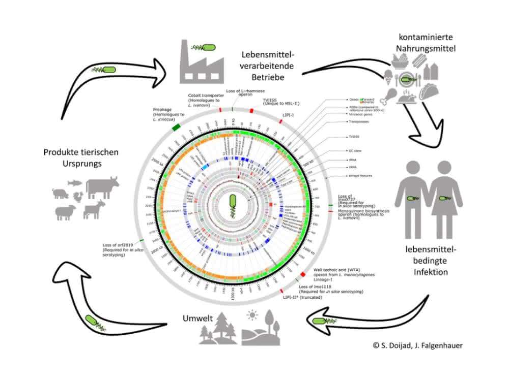 Übertragungswege bei Listerien-Infektionen sowie Darstellung des Genoms des hypervirulenten Listeria-Stamms.