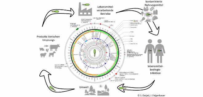 Übertragungswege bei Listerien-Infektionen sowie Darstellung des Genoms des hypervirulenten Listeria-Stamms.