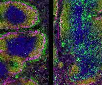 Querschnitt durch die Milz einer 10 Wochen alten Maus und Immunfluoreszenzfärbung. Querschnitt durch die Milz einer 10 Wochen alten Maus und Immunfluoreszenzfärbung.