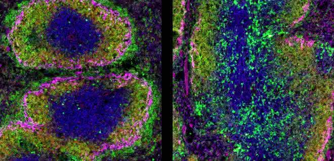 Querschnitt durch die Milz einer 10 Wochen alten Maus und Immunfluoreszenzfärbung.