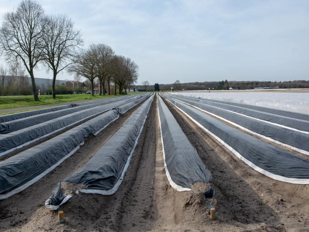 In der Betrachtung von Plastikrückständen in der Umwelt findet die Verschmutzung von Bodenökosystemen (einschließlich Drainagewasser) bislang kaum Beachtung... Mit Folie abgedeckte Spargelfelder
