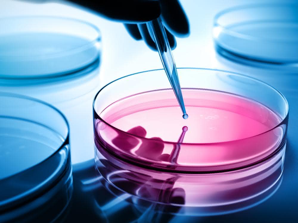 Aus einer Pipette wird eine Flüssigkeit in eine Petrischale gegeben.