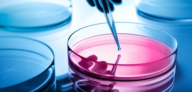 Fachberatung: Laboratorien der Sicherheitsstufe 2 planen Aus einer Pipette wird eine Flüssigkeit in eine Petrischale gegeben.