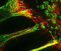 Fluoreszenzmikroskopische Aufnahme während der Trogozytose.