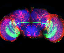 Das Gehirn von Drosophila besitzt ca. 100.000 Nervenzellen, die in komplexen Netzwerken miteinander verschaltet sind. In den beiden Gehirnhälften... Mikroskopische Aufnahme des Drosophila-Gehirns