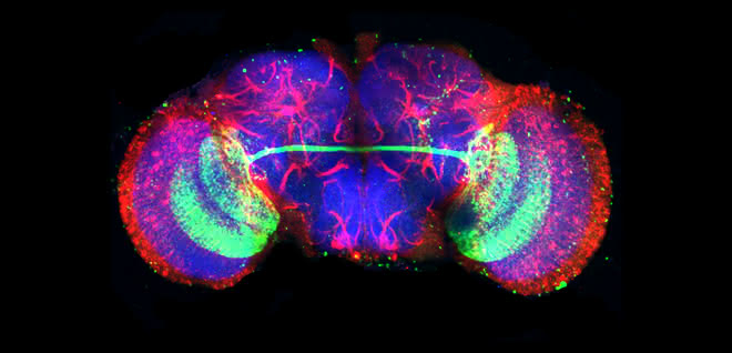 Das Gehirn von Drosophila besitzt ca. 100.000 Nervenzellen, die in komplexen Netzwerken miteinander verschaltet sind. In den beiden Gehirnhälften... Mikroskopische Aufnahme des Drosophila-Gehirns