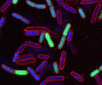 Escherichia coli-Bakterien, die mit dem neuartigen Antibiotikum behandelt wurden. Blaue Zellen sind lebendig, grüne Zellen wurden durch das Antibiotikum getötet (Zelllyse). Mikroskopische Aufnahme von Escherichia coli-Bakterien, die mit dem neuartigen Antibiotikum behandelt wurden.