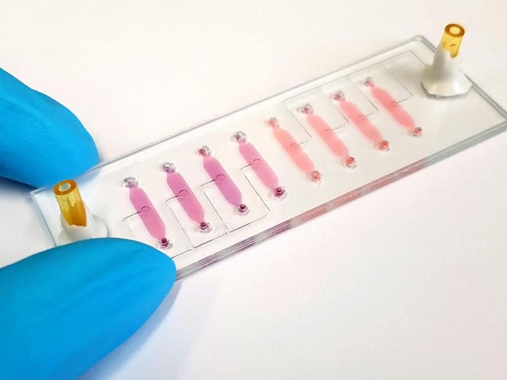 Ein Bio-Chip im Labor an der TU Wien.
