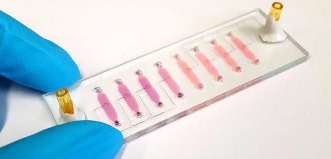 Ein Bio-Chip im Labor an der TU Wien.