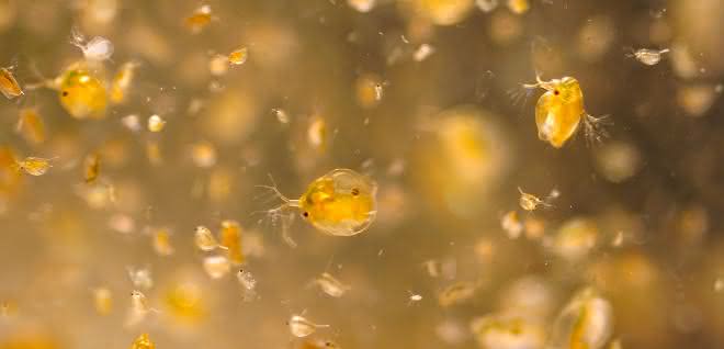 Pestizide können bereits in geringsten Konzentrationen Wirkungen auf sensitive Individuen haben. Das zeigen u.a. die Versuche mit Wasserflöhen. Wasserflöhe