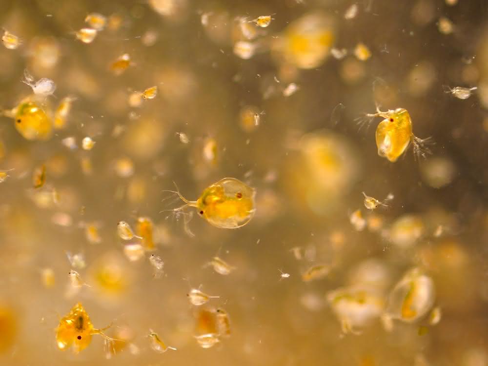 Pestizide können bereits in geringsten Konzentrationen Wirkungen auf sensitive Individuen haben. Das zeigen u.a. die Versuche mit Wasserflöhen. Wasserflöhe