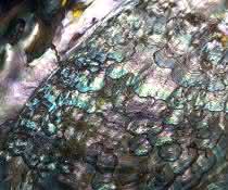 FAU-Wissenschaftler haben zusammen mit internationalen Kolleginnen und Kollegen das Rätsel um die Härte von Perlmutt (im Bild das Perlmutt einer Abalone-Schnecke) geknackt. Perlmutt einer Abalone-Schnecke