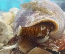 Die fleischfressenden Kegelschnecken lähmen und töten ihre Opfer mit Hilfe eines Nervengiftes, das durch eine Art Harpune in das Opfer gelangt. Kegelschnecke