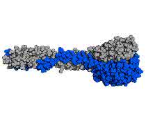 Graphische Darstellung des natürlichen Rezeptorbindeproteins der PSA-Phage.