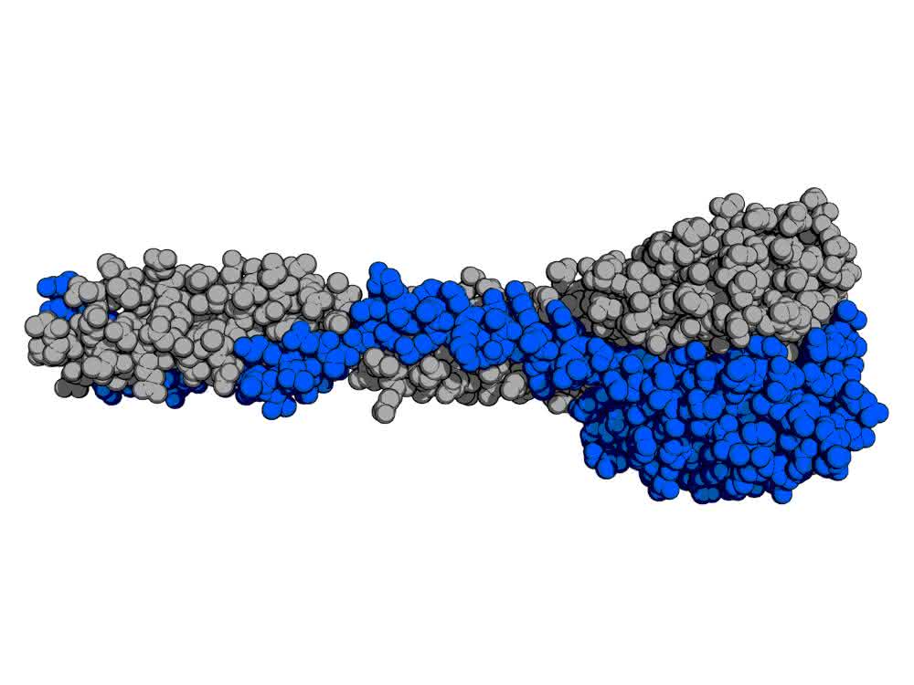 Graphische Darstellung des natürlichen Rezeptorbindeproteins der PSA-Phage.