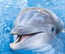 Delphin