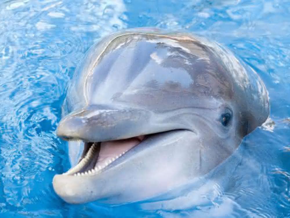 Delphin Delphin