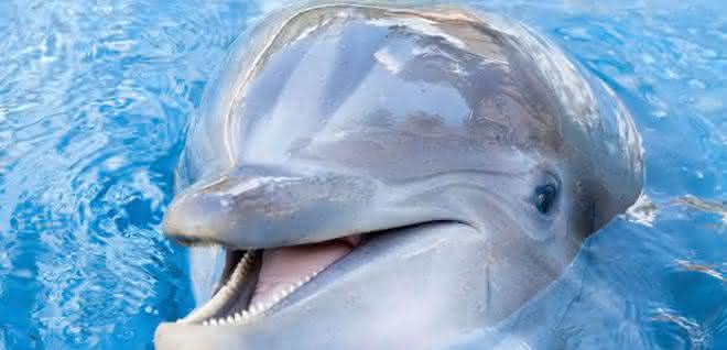 Delphin