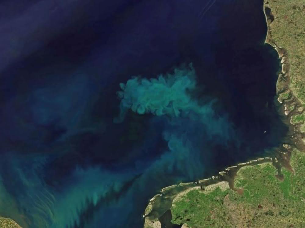 Allein in der etwa 70.000 Quadratkilometer umfassenden Deutschen Bucht entstehen bei der Algenblüte im FrühjahrAllein in der etwa 70.000 Quadratkilometer umfassenden Deutschen Bucht entstehen bei der Algenblüte im Frühjahr