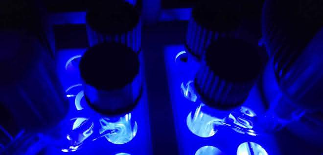 Reaktionsgefäße unter LED-Licht
