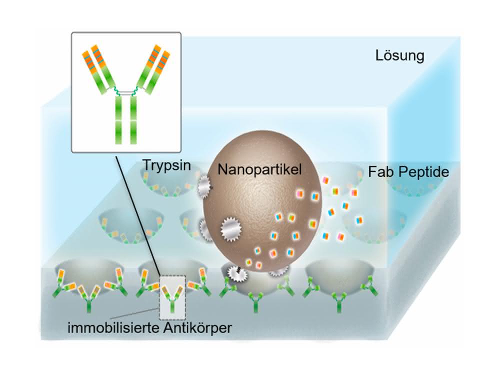 Graphische Darstellung (mit Symbolen für die einzelnen Komponenten) zum Verdau von mAbs mit Hilfe von Nanopartikeln.