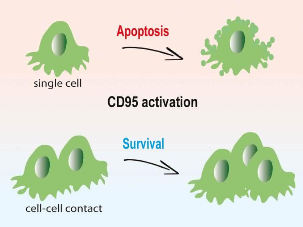 In isolierten Krebszellen führt CD95-Aktivierung zur Apoptose (oben). Für Krebszellen in dreidimensionalen Gewebestrukturen ist das CD95-Signal dagegen ein Wachstumsimpuls.