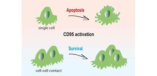 In isolierten Krebszellen führt CD95-Aktivierung zur Apoptose (oben). Für Krebszellen in dreidimensionalen Gewebestrukturen ist das CD95-Signal dagegen ein Wachstumsimpuls.