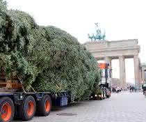 Christmas heavy goods transport: Universal Transport brings Christmas tree to the Brandenburg Gate Christmas heavy goods transport: Universal Transport brings Christmas tree to the Brandenburg Gate