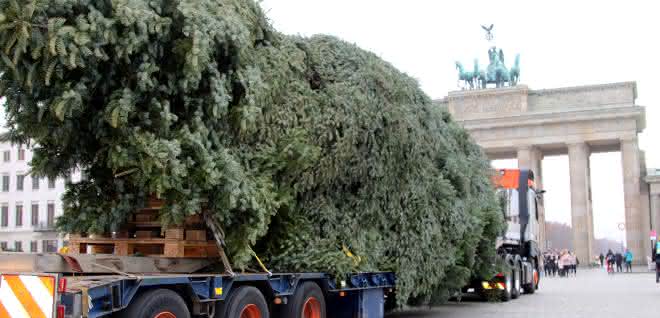 Weihnachtlicher Schwerlasttransport: Universal Transport bringt Weihnachtsbaum ans Brandenburger Tor