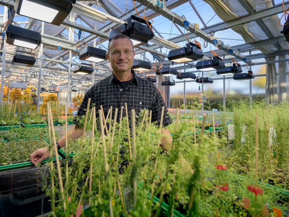 Professor Dario Leister untersucht in seinem Labor in Martinsried Prozesse der Photosynthese. Professor Dario Leister im Forschungsgewächshaus.