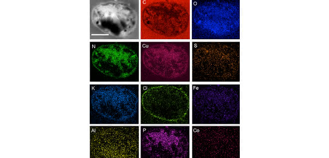Der Pfad anorganischer Bestandteile innerhalb einer mikrobiellen Zelle, untersucht durch Element-spezifische Ultrastrukturanalyse von Metallosphaera sedula, kultiviert auf NWA 1172