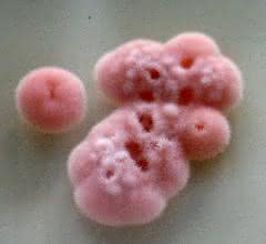 Der Pilz Cyanodermella asteris wurde aus Blütenständen der Tataren-Aster isoliert. Er lässt sich unabhängig von der Pflanze kultivieren.