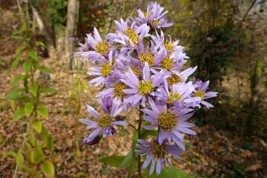 Die Tataren-Aster (Aster tataricus) enthält den Arzneistoff Astin nur, wenn sie den produzierenden Pilz C. asteris beherbergt.