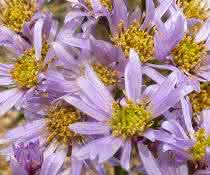 Die Tataren-Aster (Aster tataricus) enthält den Arzneistoff Astin nur, wenn sie den produzierenden Pilz C. asteris beherbergt. Die Tataren-Aster (Aster tataricus) enthält den Arzneistoff Astin nur, wenn sie den produzierenden Pilz C. asteris beherbergt.